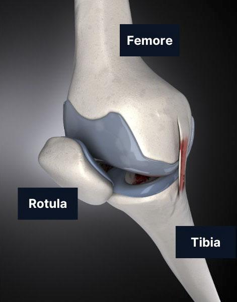 Anatomia e Funzione del Ginocchio