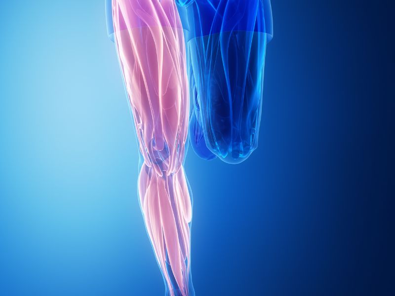 Anatomia e Funzione del Ginocchio5