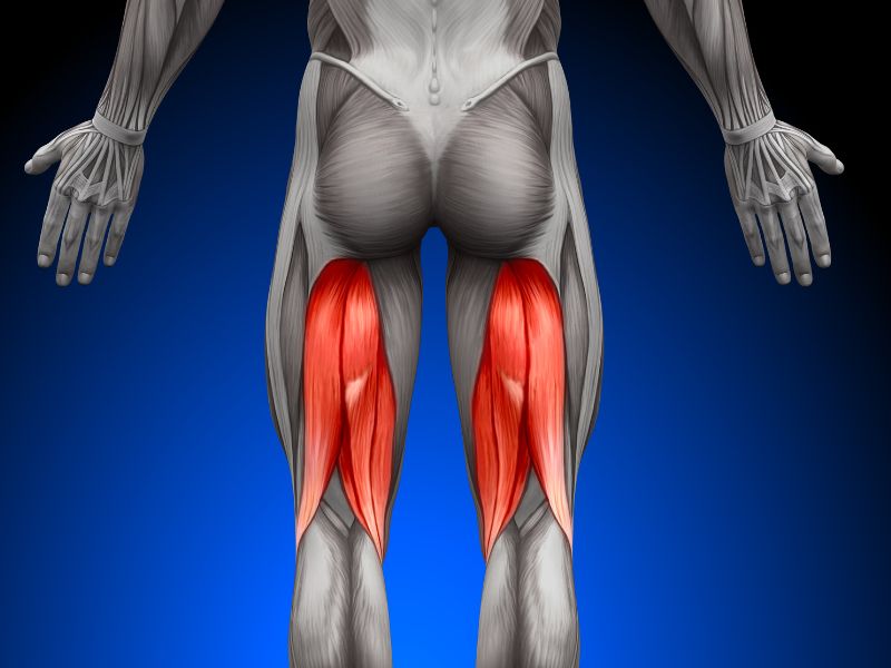 Anatomia e Funzione del Ginocchio6